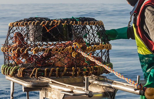 Limestone Coast Fishermen's Co-op - lobster pot being hauled in by fisherman