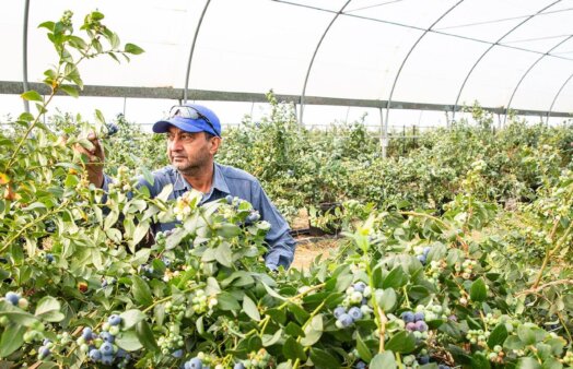 Oz Group's Stephen Thandi blueberry farming