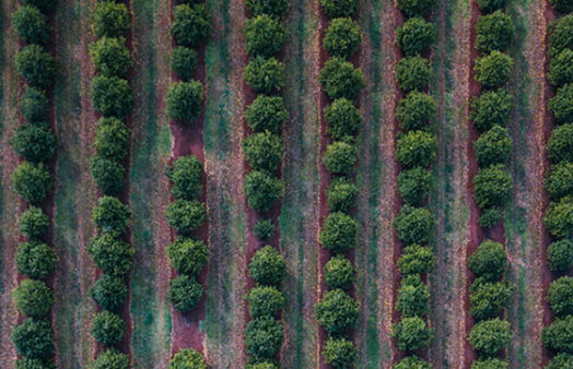Aerial photo of macadamia trees