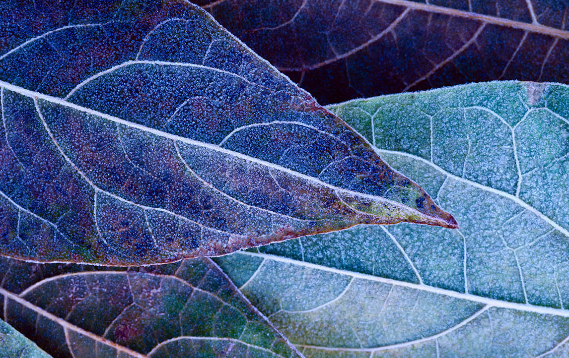 Close-up of frosty leaves