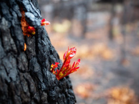 Regrowth on a tree after a bushfire showing resilience - istock