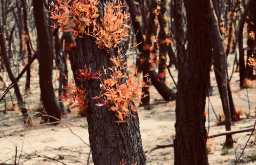 Bushfire regrowth and resilience