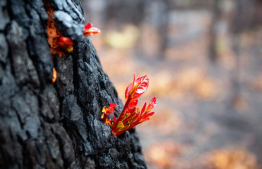 Small leaves burst forth from a burnt tree after a bush fire.