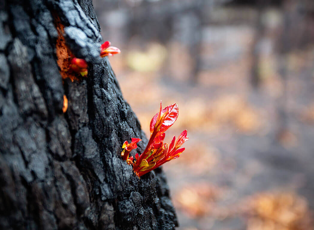 Small leaves burst forth from a burnt tree after a bush fire.