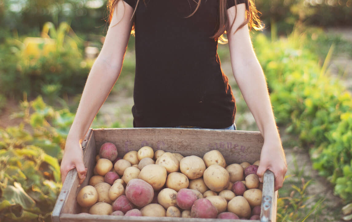 A young girl holding a box of freshly dug potatoes